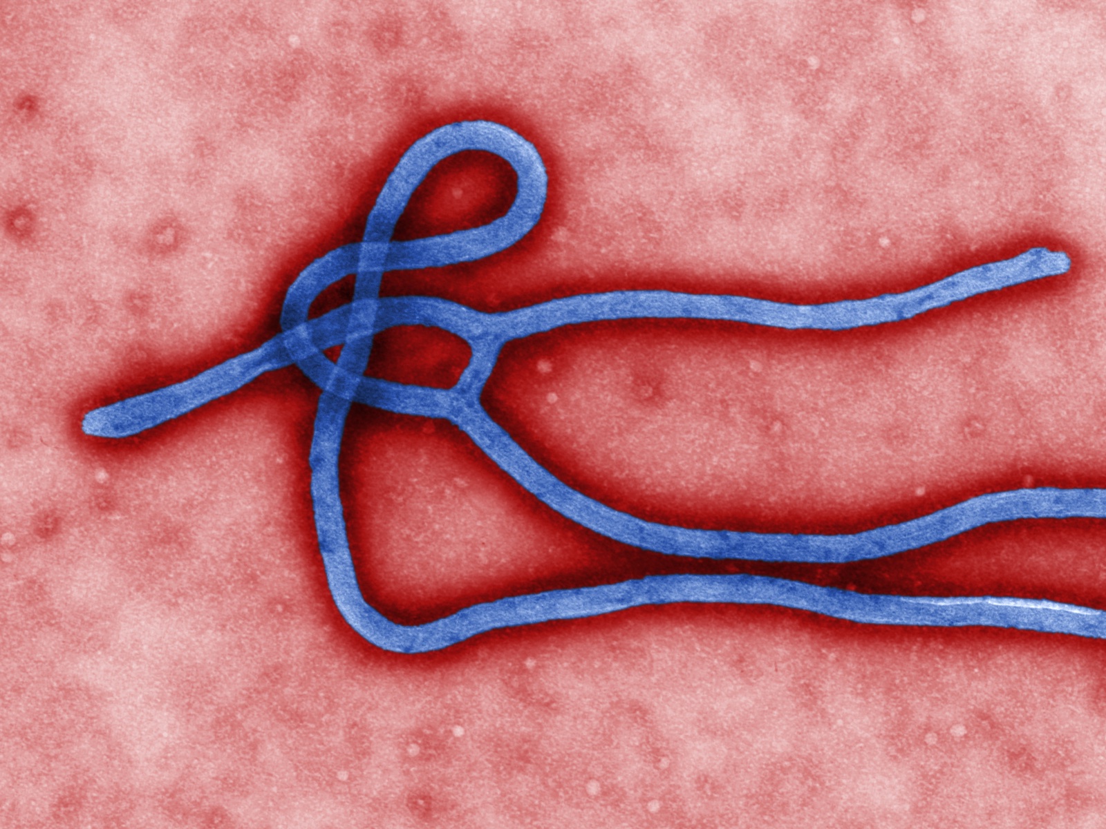 Elektronenmikroskopische Aufnahme eines fadenförmigen Ebolavirus-Partikels, eingefärbt blau auf rotem Grund